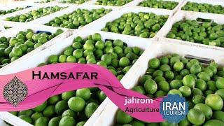 Jahrom Agriculture in iran | کشاورزی جهرم در ایران