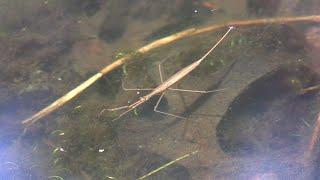 Brown Water Scorpion, Painted Turtles, & Water Snake