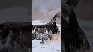 Eagle  attack  catch a wild rabbit 🫣 animals hunting#wildanimals#shorts#youtubeshorts