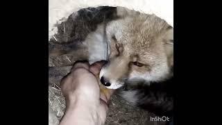 1973. How to teach a wild fox does not afraid a hands. #WildRedFox #animals #shorts