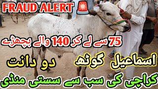Ismail Goth Cow Mandi 2025 Latest Cattle Rates & Bargaining | Cow Mandi 2025