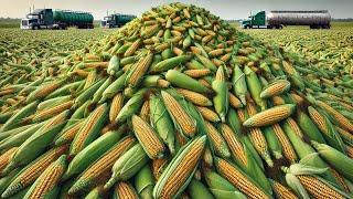 How American Farmers Harvest and Process Millions of Tons of Sweet Corn