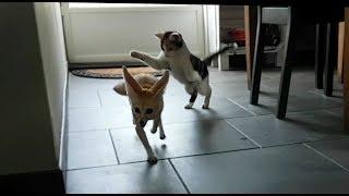 Jumpy Fennec and Playing Tag with the Cat