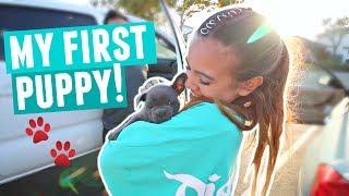 FINALLY GETTING MY PUPPY!! Cutest Blue French Bulldog Puppy Reaction