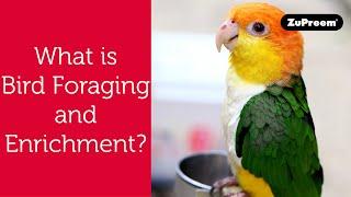 Bird Foraging and Enrichment | Tips for Bird Owners