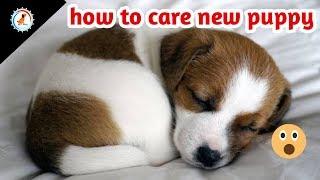 How to take care of a new puppy ( caring tips )/ In Hindi / new puppy ki dekhbhal kaise kare