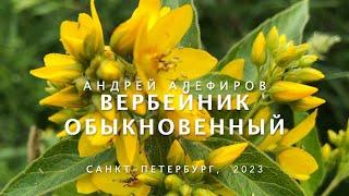 Вербейник обыкновенный. Алефиров А.Н.