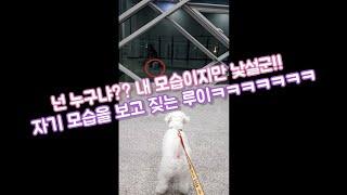 유리창에 보이는 내가 낯설다?!! 산책 중 스스로를 보고 짖는 루이ㅋㅋㅋㅋㅋ