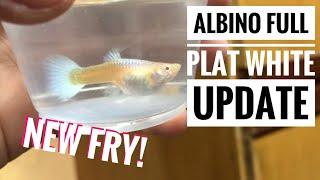 Albino Full Platinum White Fry update