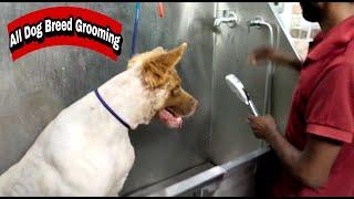 This is German Shepherd Grooming Hair ️ Cutting Ghazipur #Aditya Dog Point।