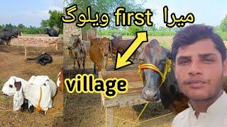 my first vlog #village vlog village life