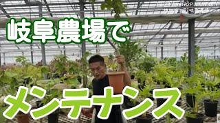 岐阜農場でのメンテナンス…お見せします。少しでも参考に　剪定　根詰まり　植え替え【おうちでガーデニング】開花園チャンネル