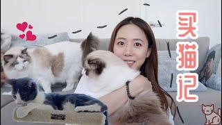 Buy & Adopt a CAT | 如何在美国买/领养一只猫猫 | 布偶猫养猫记