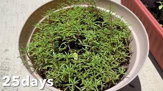 How to grow portulaca (moss-rose) from seeds // best flowering plant