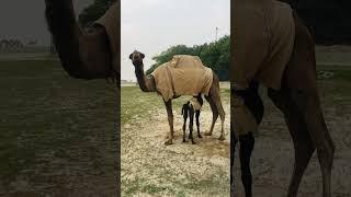 Camel apne Bache ko Doodh philarahiहे!!Camel feeding milk