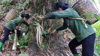 Chasing Green Gold: A Day in the Life of a Bamboo Shoots Picker