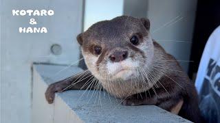 Die süße neue tägliche Gewohnheit meines Otters