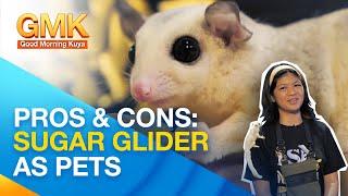 Challenges: Caring for sugar glider as pets | Pet Talk