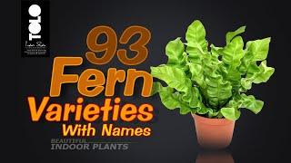 93 Fern Varieties with names | Indoor Fern Collection