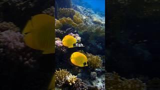 Butterfly Fish: Childhood Imagination Gone Wild!  #viralvideo #shorts #reels