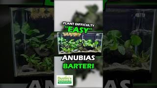 ANUBIAS BARTERI "BROADLEAF" (OUR LARGEST ANUBIAS) Aquarium Plant For Sale!