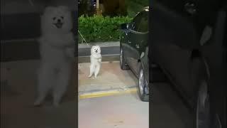 "Laughing Paws: Hilarious Cat and Dogs Compilation!  #FunnyPets #catanddog  #cats