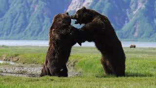 Photographer captures intense battle between 2 HUGE ferocious bears