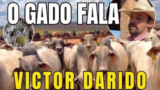O PRINCIPAL INDICADOR DE DESEMPENHO DA FAZENDA (VICTOR DARIDO)