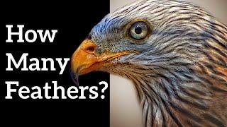 How Many Feathers on a Bird? - Comparing Bird Species