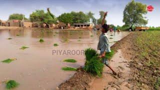 Rice crop in Pakistan  || Rice production Process in Pakistan || Daily Routine