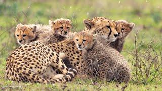 Adult female Cheetah with Her Small cubs in heavy rain.