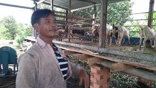 cô Thủy khởi nghiệp làm chuồng nuôi dê 0374312316 - ù sáng nuôi dê