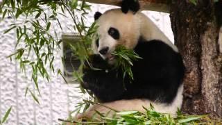 Giant Panda Tantan of 2012 September at Kobe, Japan #2