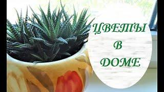ПЕРЕСАДКА и ПЕРЕВАЛКА КОМНАТНЫХ РАСТЕНИЙ