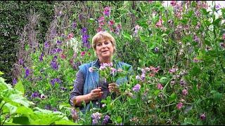 Sweet Peas | Why Sarah Loves them and how to cut them