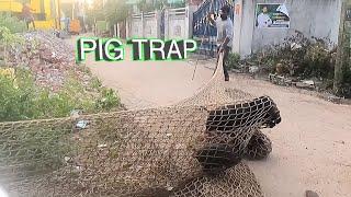 PIG CAUGHT USING NET NEAR MY HOUSE | PIG HUNTING |PIG TRAP