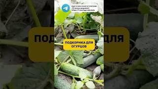 Часто применяю для огурцов #рассада #огурцы #огород #подкормка