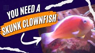 Skunk Clownfish EASY to Care For! The BEST Reef Aquarium Clownfish!