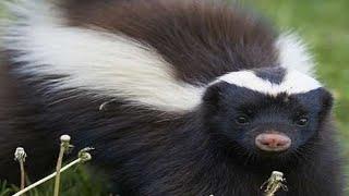 Skunk Sounds - Noises