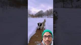 Little puppies playing in the snow #shorts #snow #puppy #snowdog #puppyvideos #funnypuppy