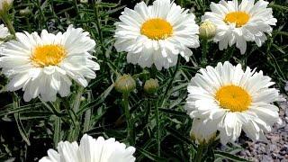 Best Perennials, Leucanthemum 'Paladin' (Shasta Daisy)