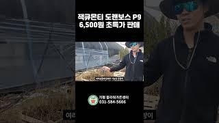 잭큐몬티 도랜보스 초특가 판매!! 안보면 후회해요!!