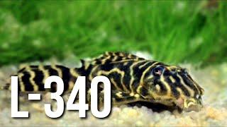 ГИПАНЦИСТРУС L-340 mega clown pleco!!!