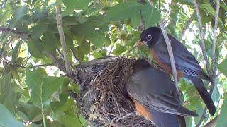 American Robin Nest 2022 - Attacked by a Crow :(