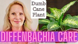 Dieffenbachia Care, Propagation and Problems | Dumb Cane Plant with MOODY BLOOMS