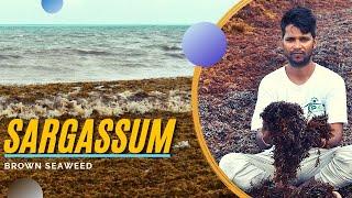 Sargassum (Brown Seaweed) on the Coasts : A Movie by POP Movement