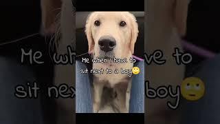 When I have to sit next to a boy#dog#puppyvideos#dogshorts #puppy#funny#fyp