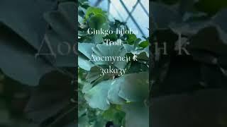 #garden  #одеса #садовийцентр