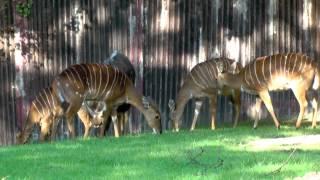 Nyalas Sexualdimorphismus