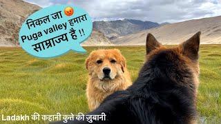 Puga valley, Hidden beauty of Ladakh | Travel with dog #thebanjaaraboy